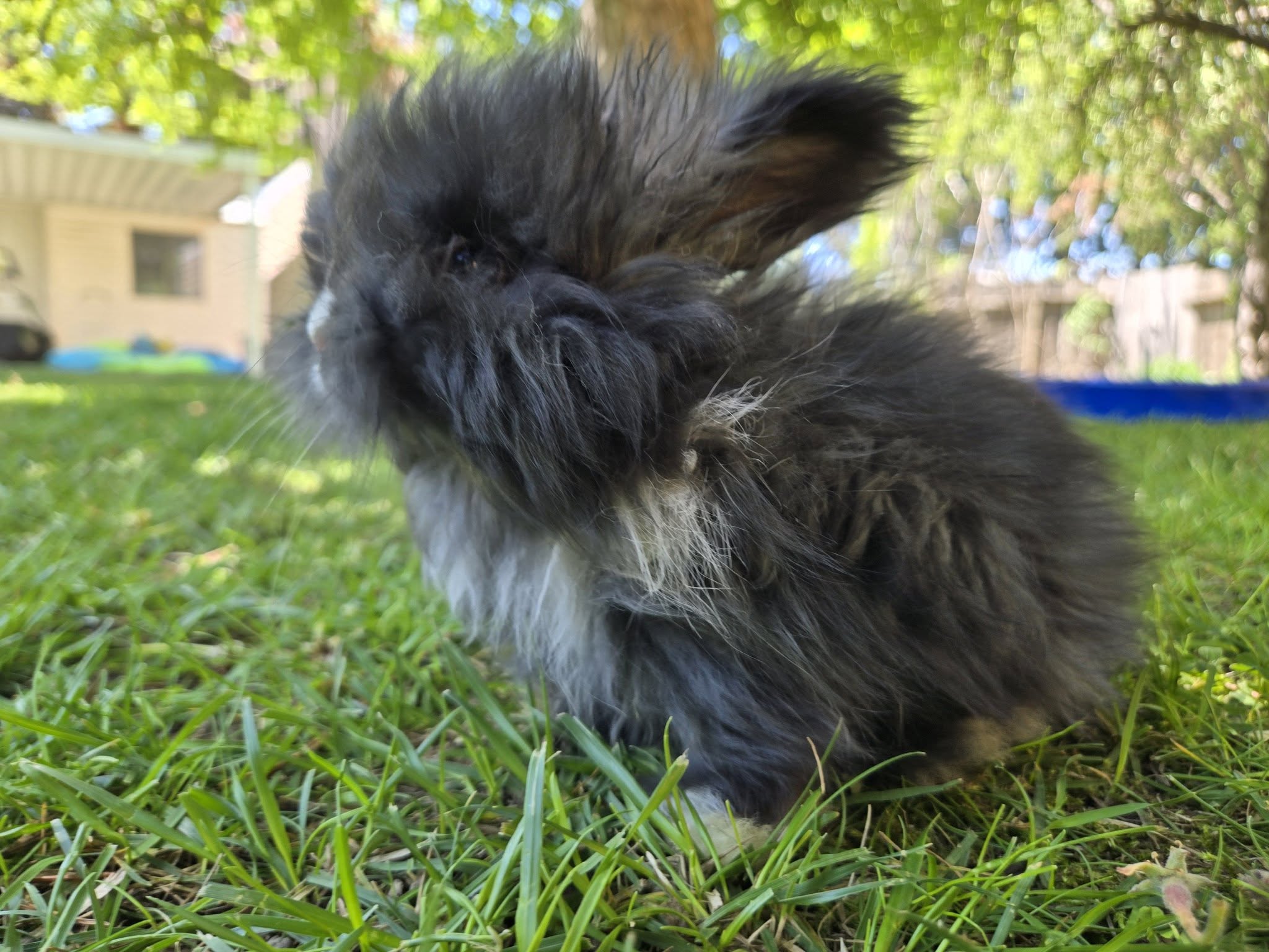 Athena, Fullface BlackVM English Angora doe