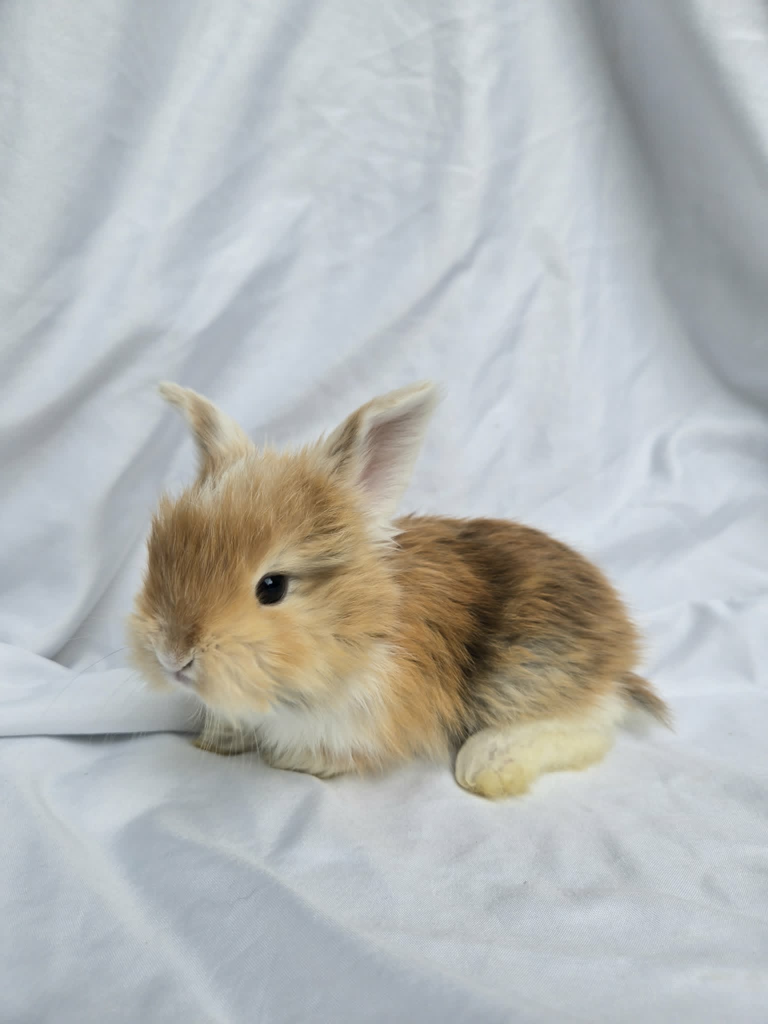 Clover, Booted WE Red & Black Harlequin English Angora buck