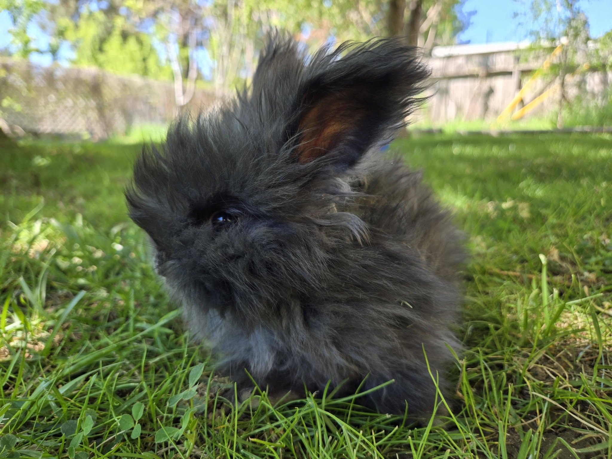Falcon, Fullface Black VM English Angora buck