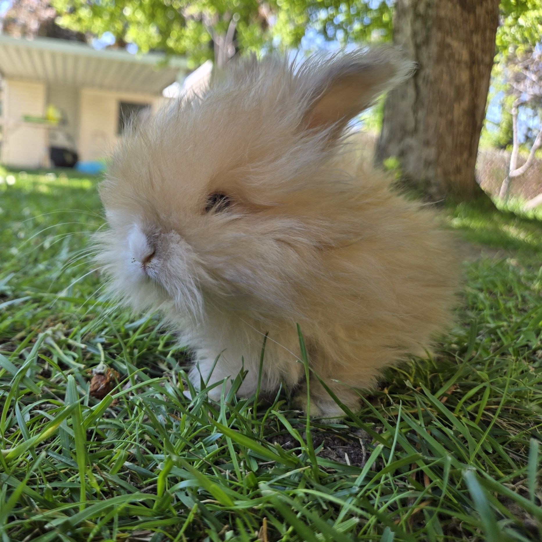 Griffin, Fullface Blue Tort VM English Angora buck