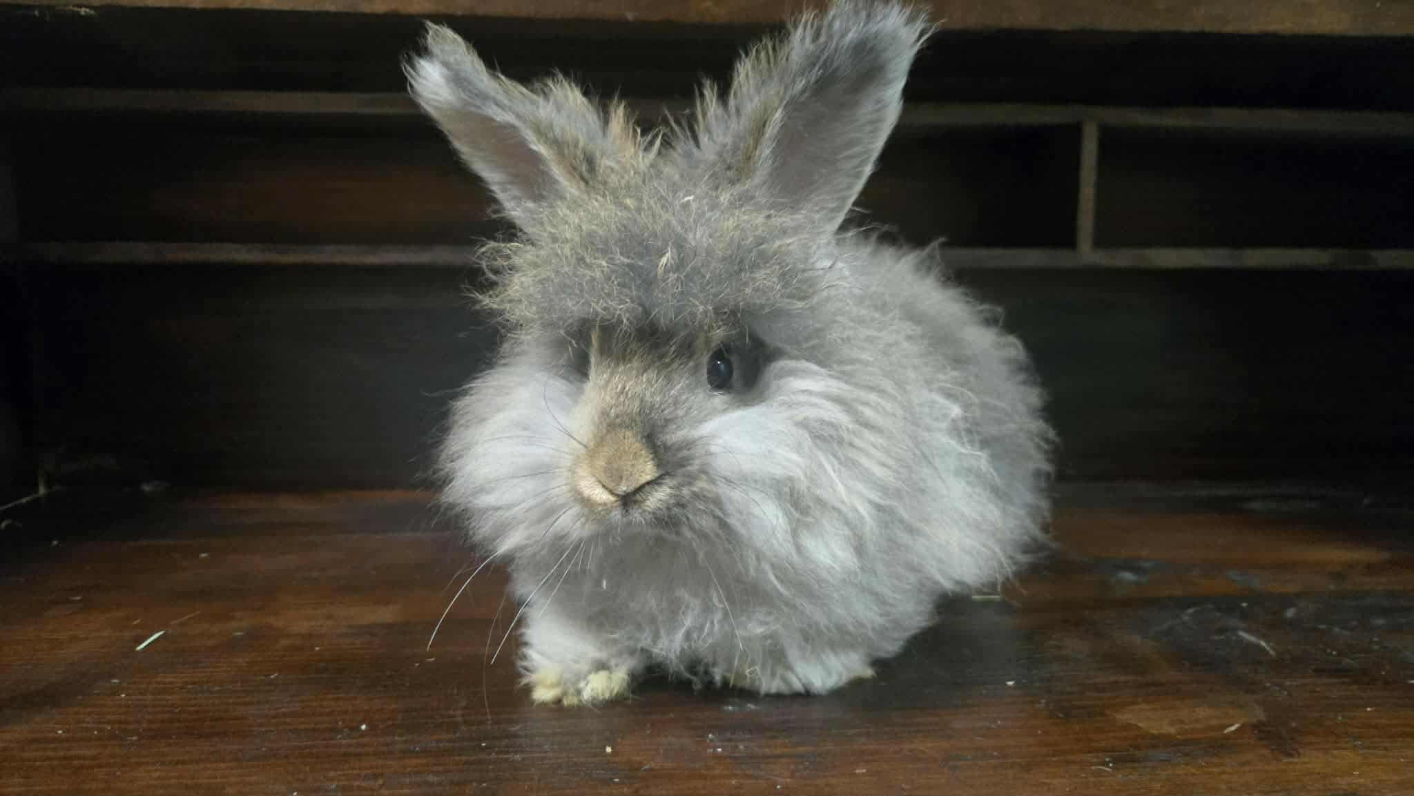 Kringle, harlequinized chestnut agouti English Angora buck