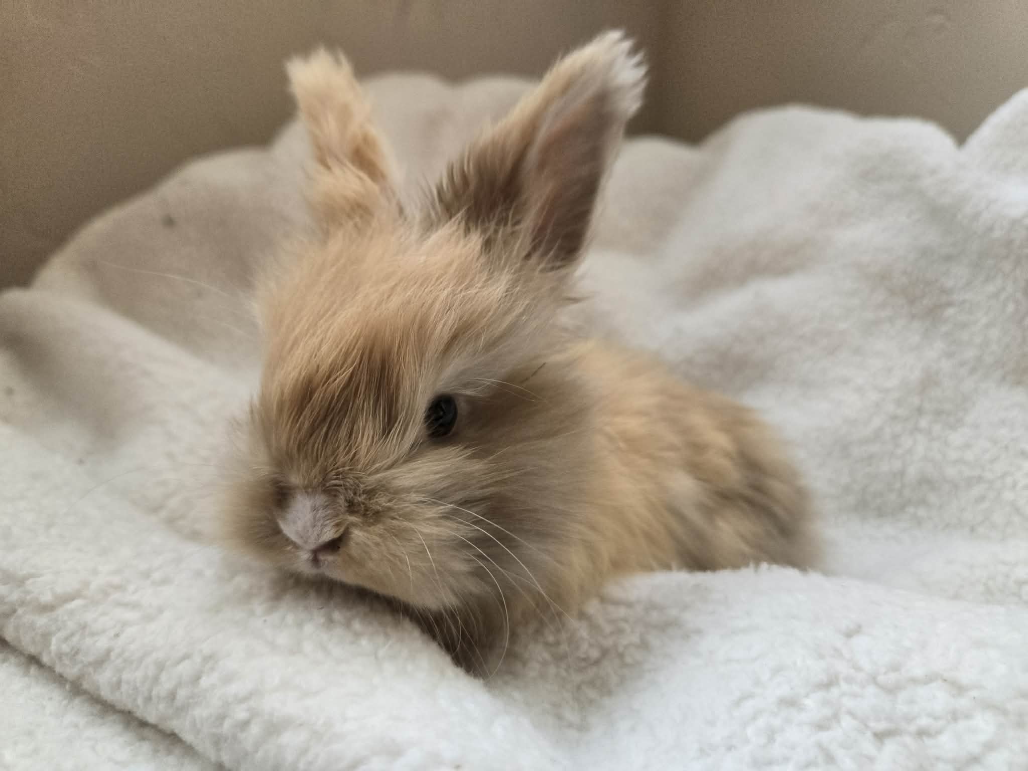 Lily, Chocolate Japanese Harlequin VM English Angora doe