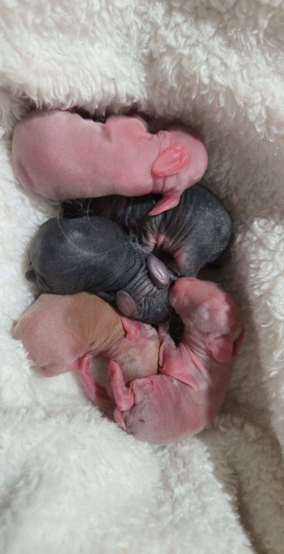 Current English Angora litter at Coffee Bean Rabbitry