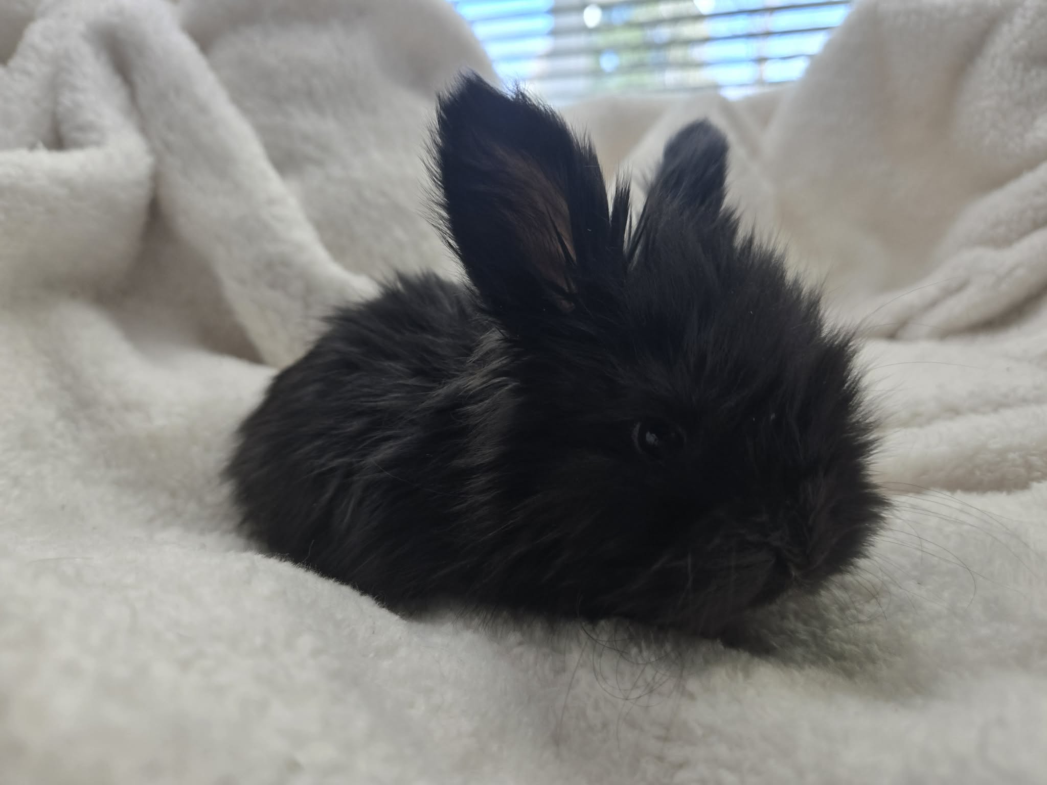 Midnight, Self Black English Angora doe