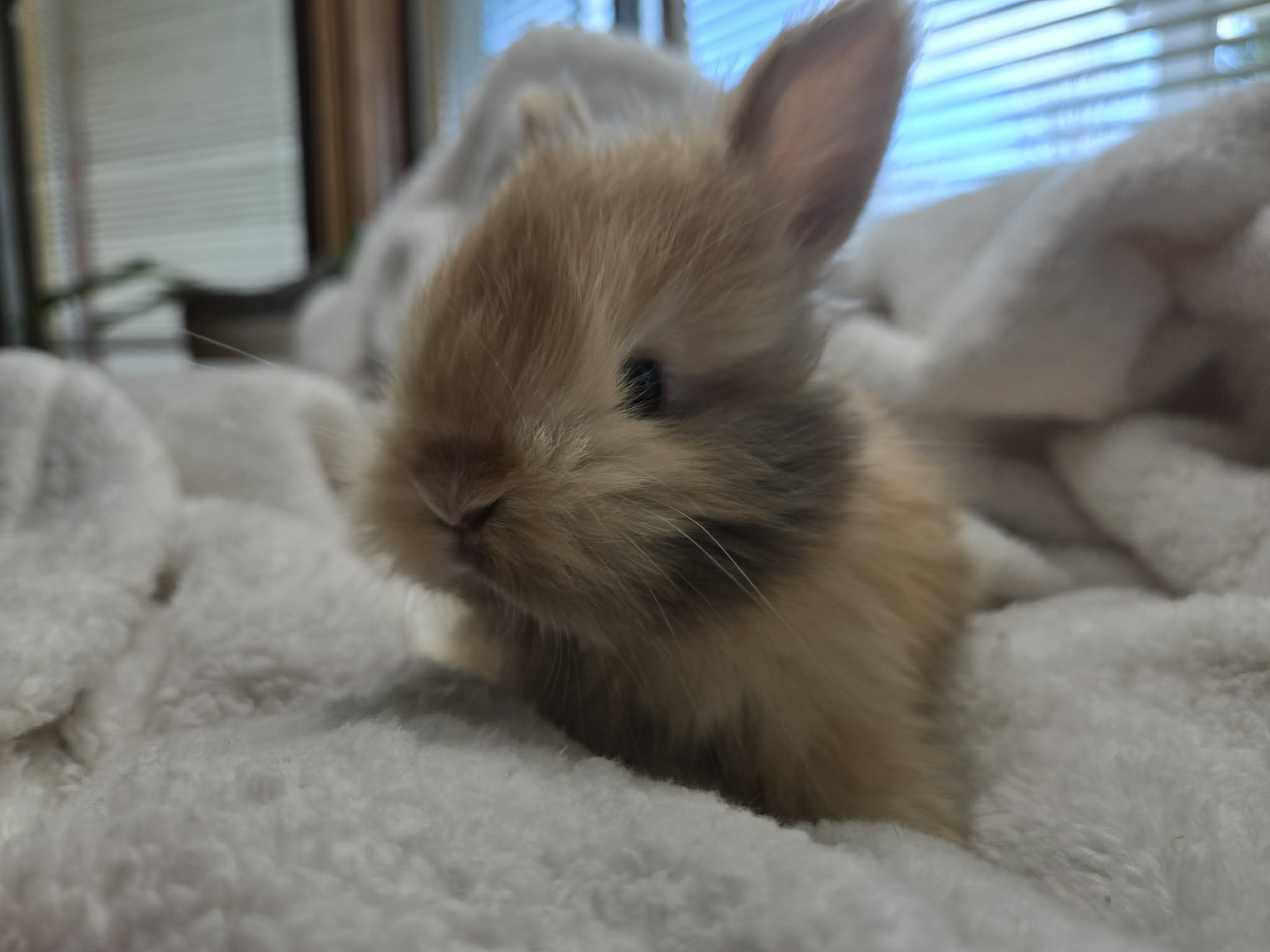 Mocha, Chocolate Japanese Harlequin English Angora doe