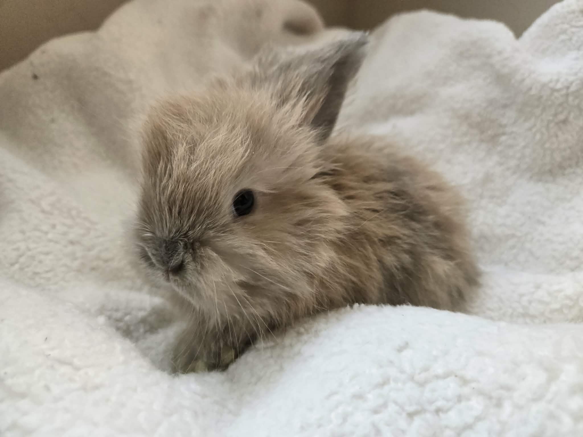 Rosey, Blue & Cream Japanese Harlequin English Angora doe