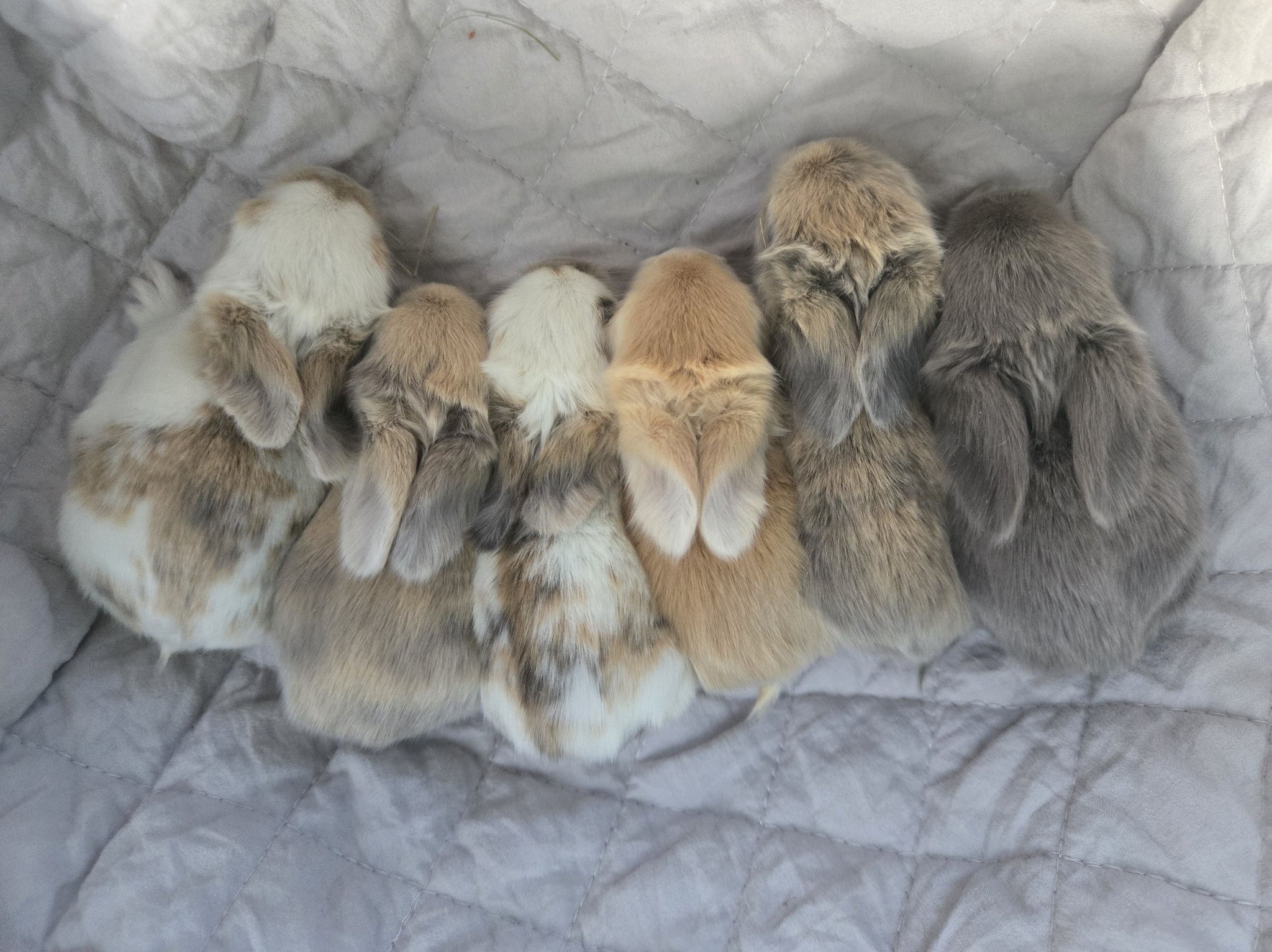 Future English Angora litter at Coffee Bean Rabbitry