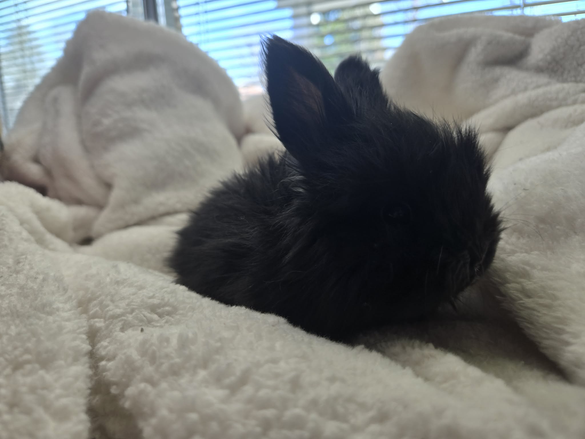 SootSprite, Self Black English Angora doe