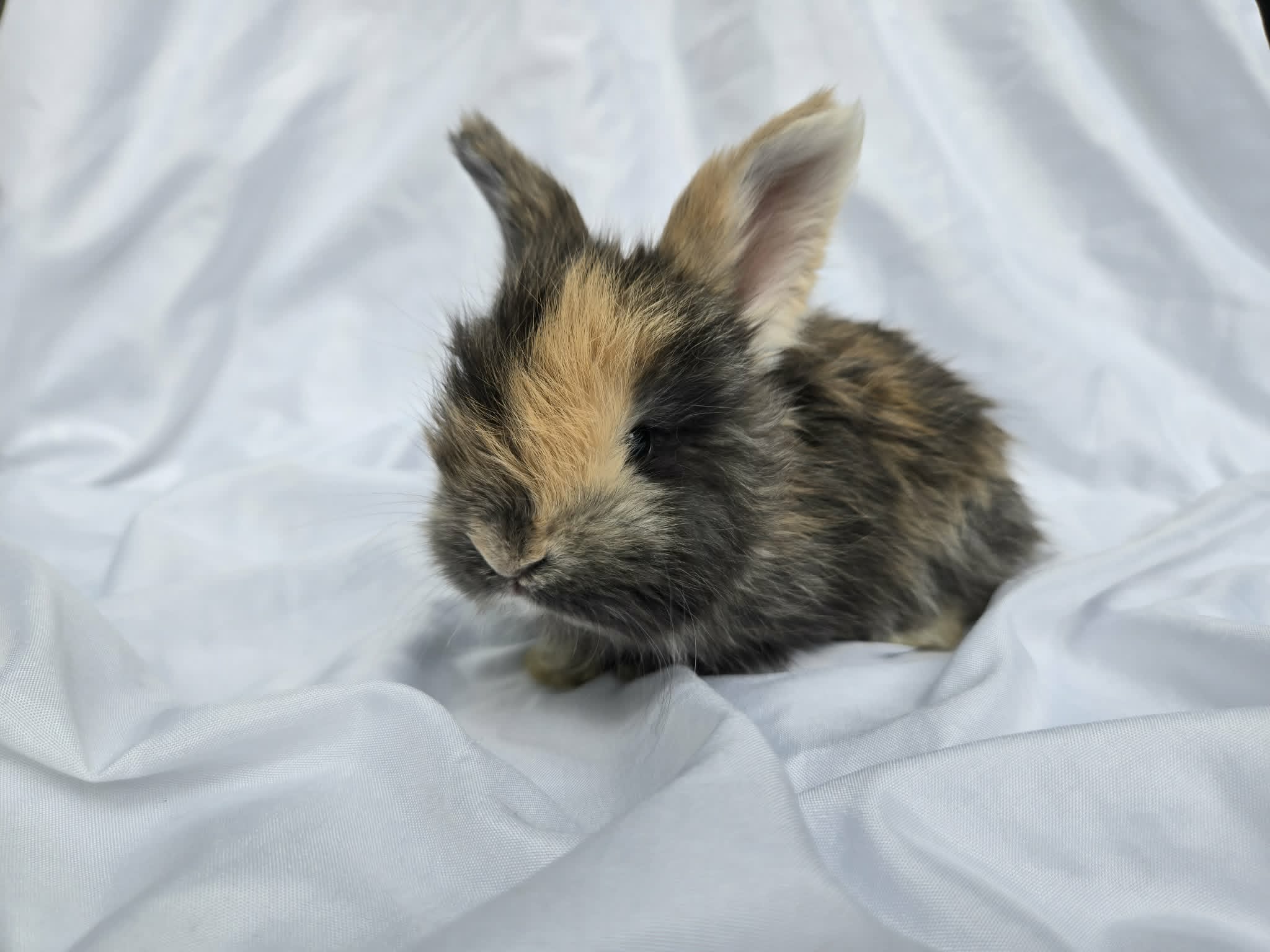Storm, Partial WE Black & Orange Harlequin English Angora buck