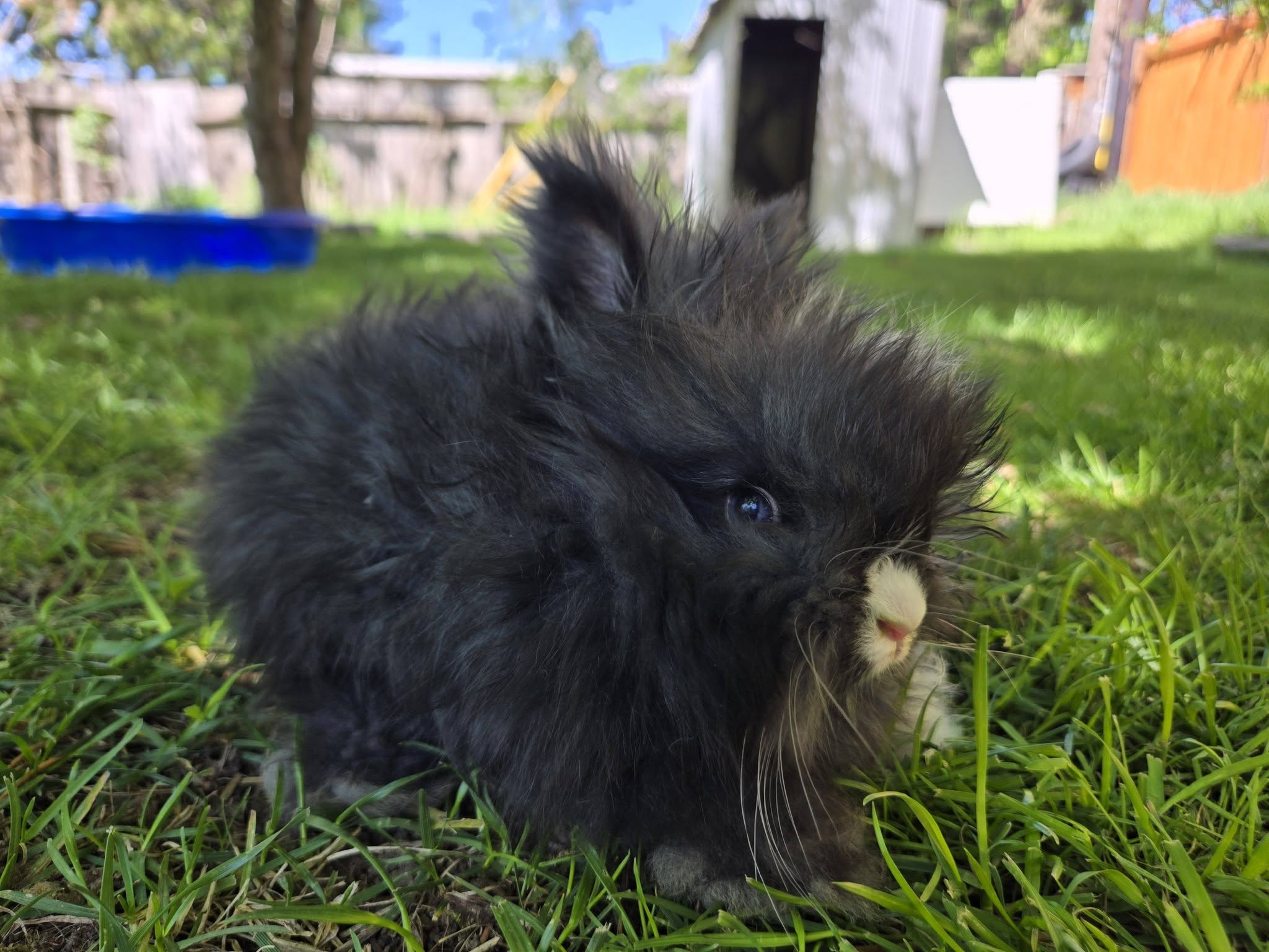 Thorin, Fullface Black VM English Angora buck