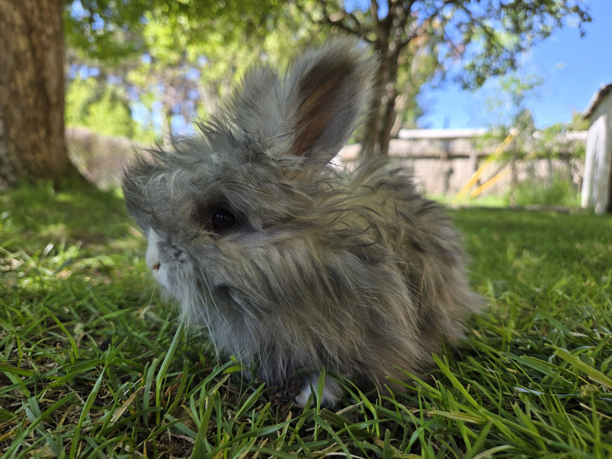 Titan, Fullface Blue VM English Angora buck
