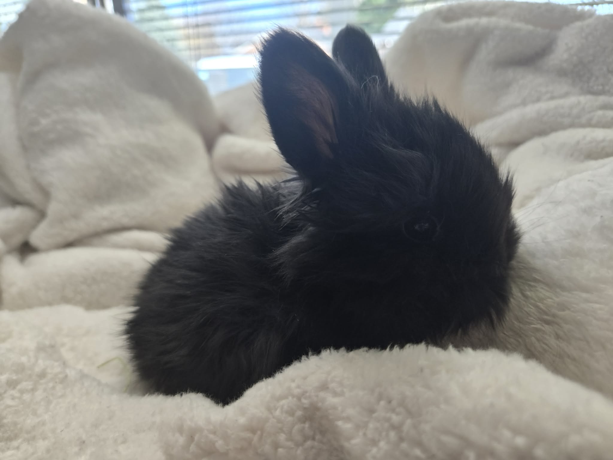 Void, Self Black English Angora doe
