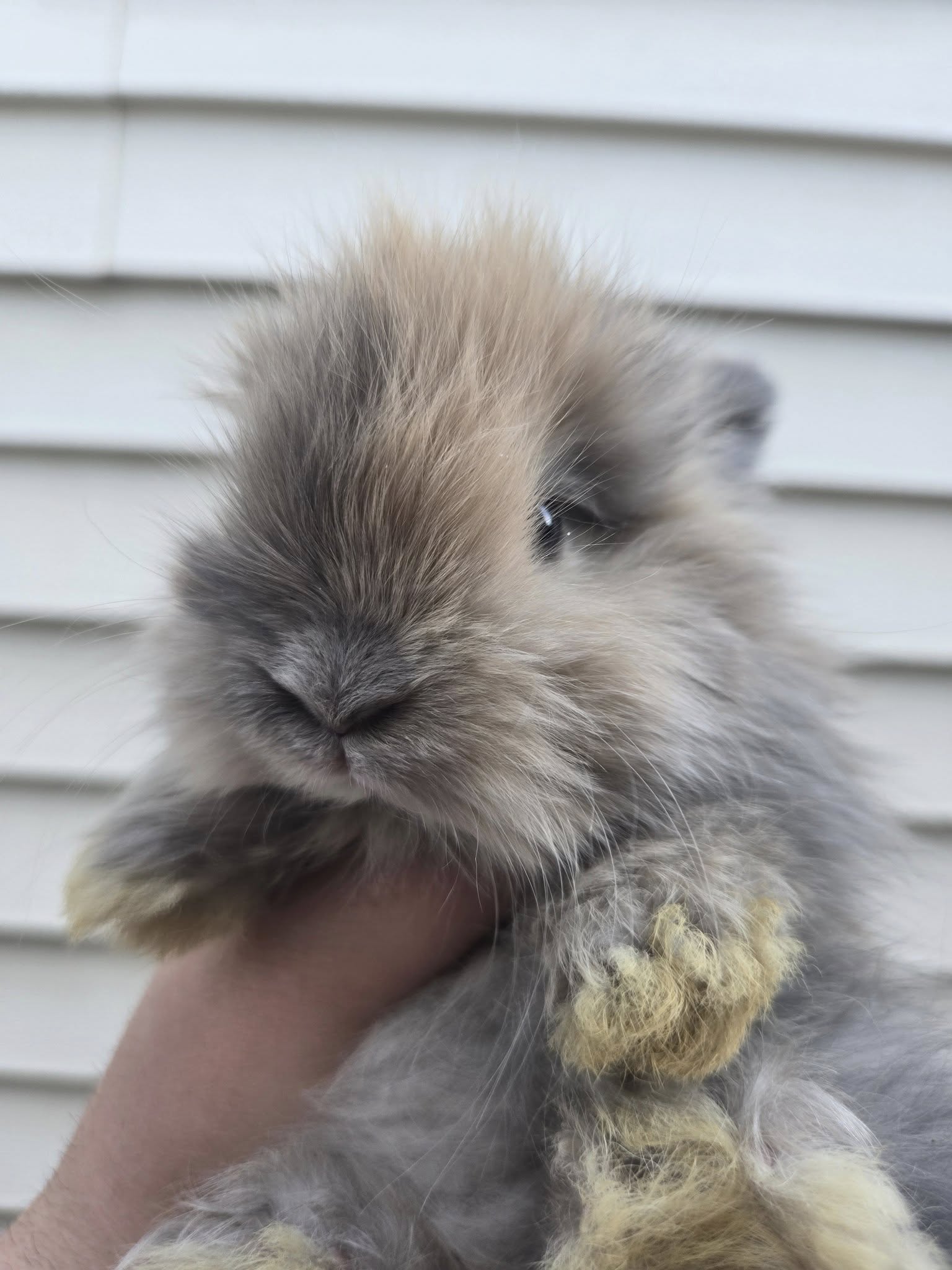 Wave, Classic Face Blue/Fawn Harlequin English Angora buck