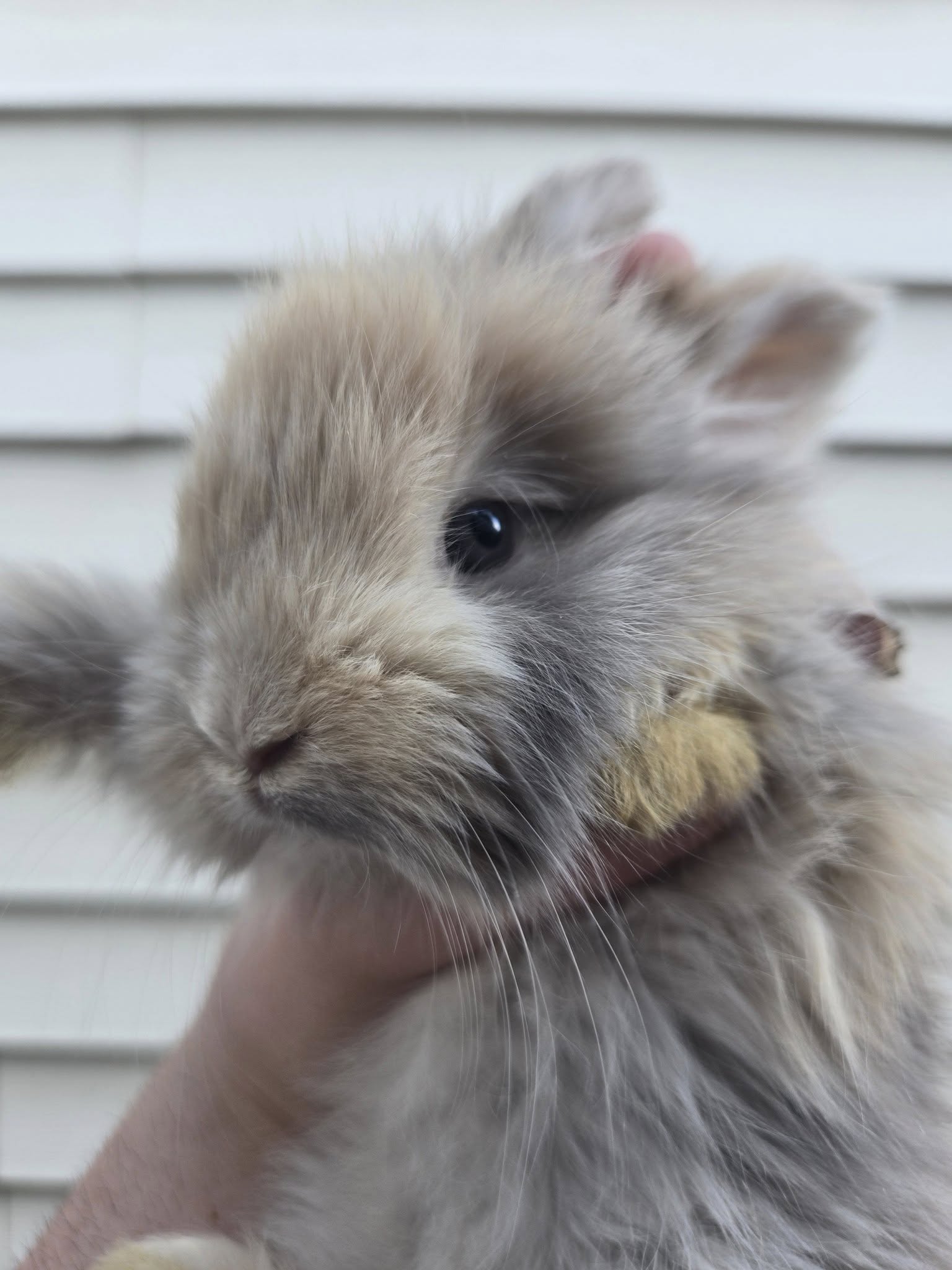 Surf, Classic Face Blue/Cream Harlequin English Angora doe