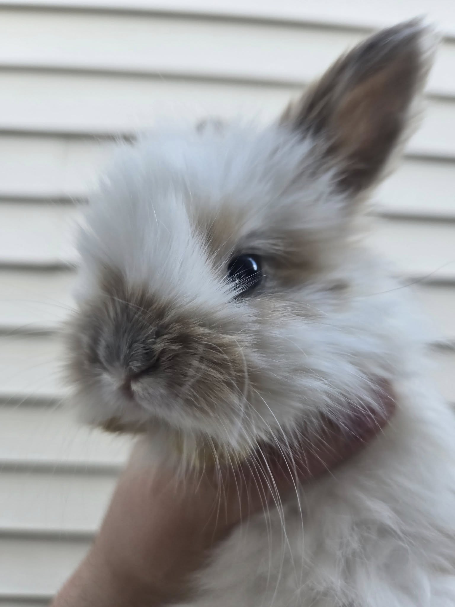 Seafoam, Classic Face Blue Tri Color English Angora doe