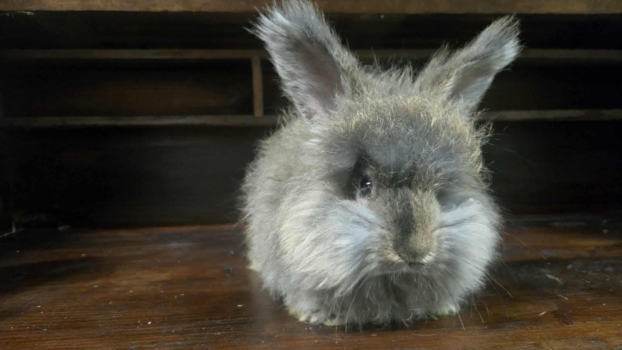 Mistletoe, harlequinized chestnut agouti English Angora doe