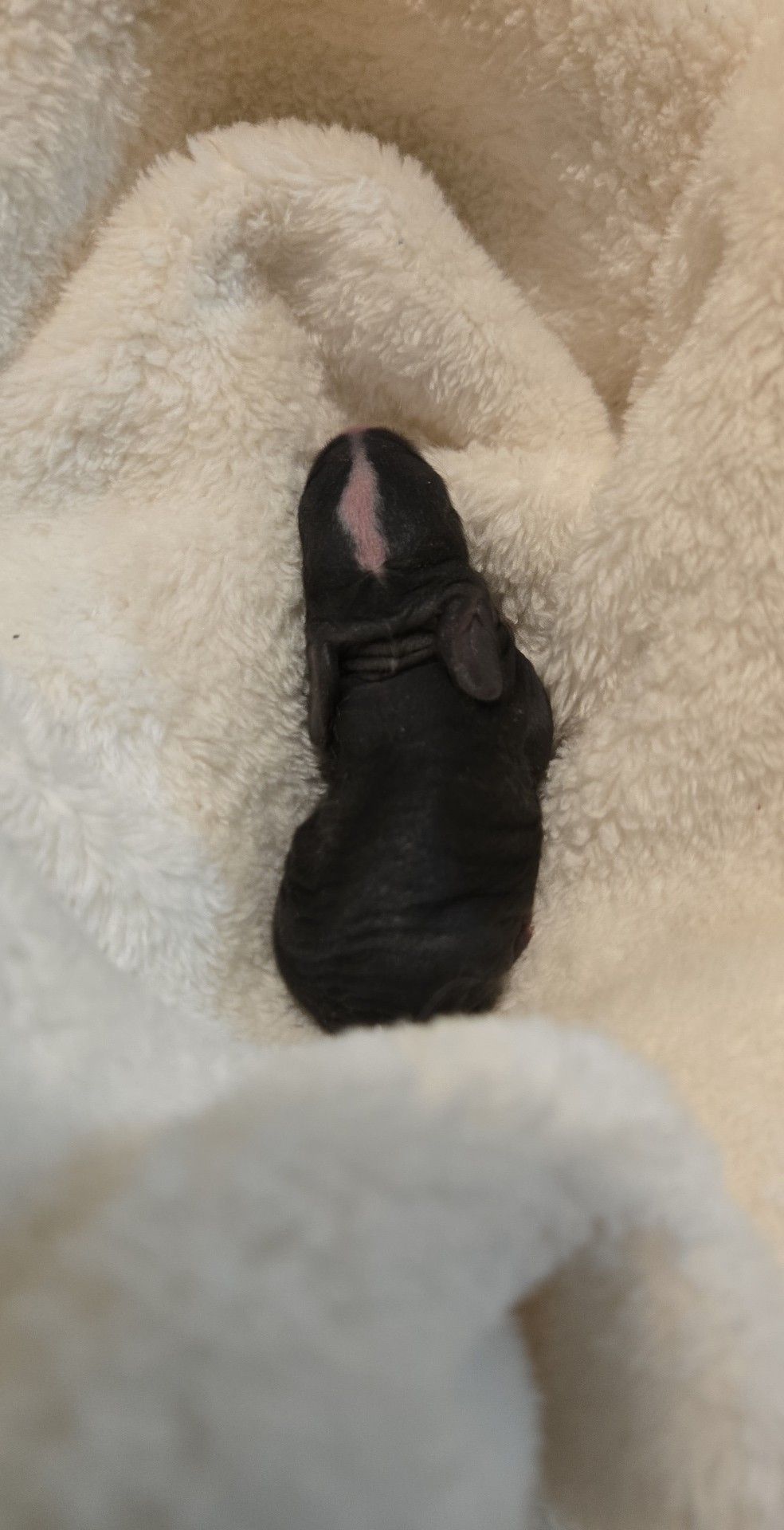 Current English Angora litter at Coffee Bean Rabbitry
